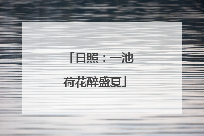 日照：一池荷花醉盛夏
